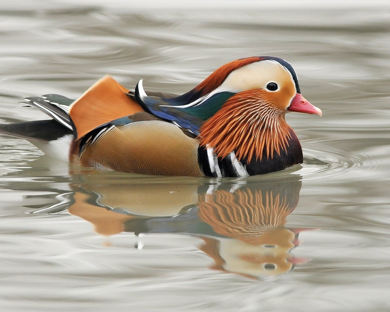 Обои водоем, птица, клюв, перья, утка, мандаринка, pond, bird, beak, feathers, duck, tangerine разрешение 1920x1200 Загрузить