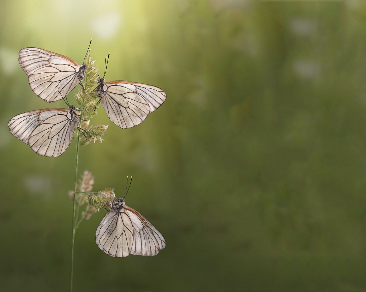 Обои утро, лето, бабочки, morning, summer, butterfly разрешение 1920x1200 Загрузить