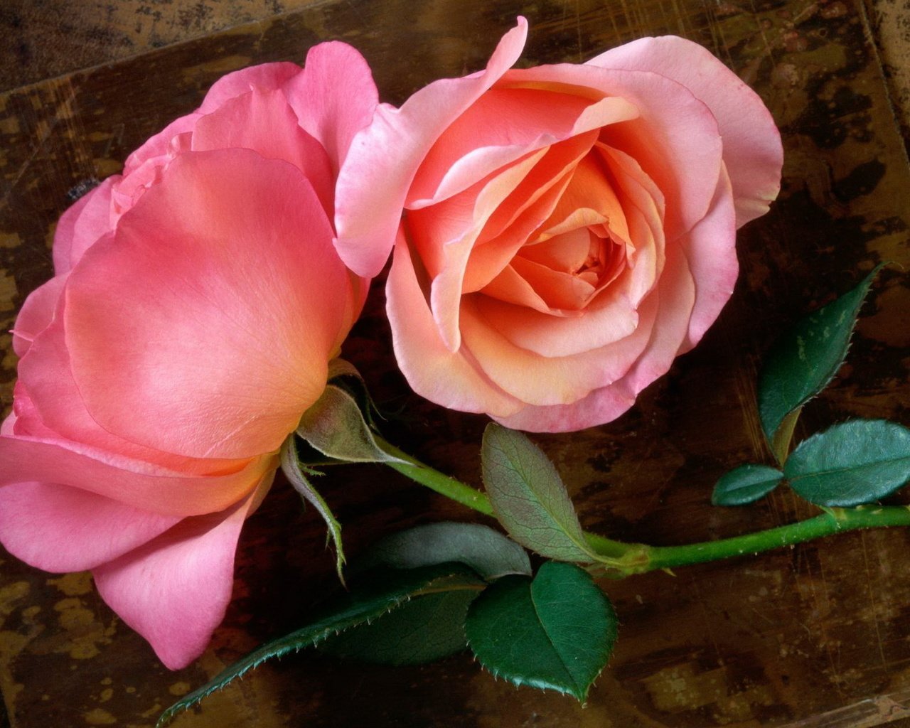 Обои цветы, бутоны, розы, лепестки, розовые, flowers, buds, roses, petals, pink разрешение 1920x1200 Загрузить
