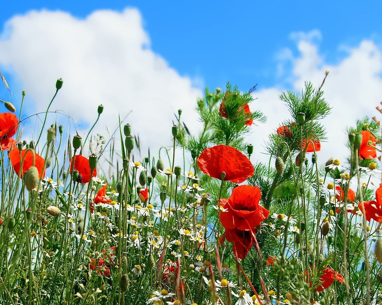 Обои небо, цветы, облака, маки, ромашка, ромашки, the sky, flowers, clouds, maki, daisy, chamomile разрешение 1920x1200 Загрузить