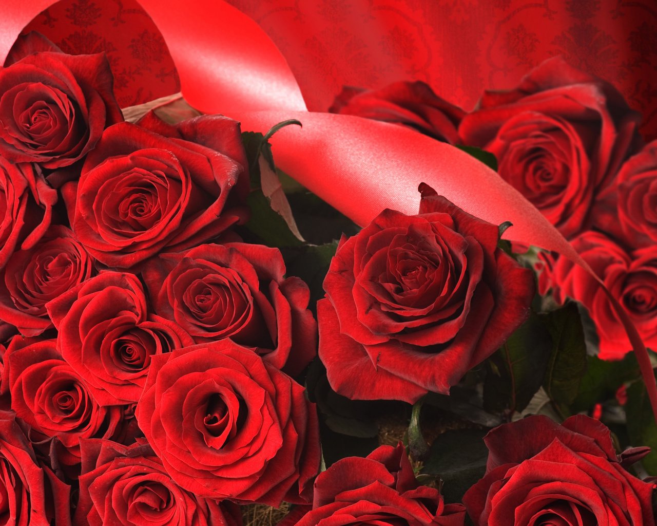 Обои розы, роза, красный, лента, roses, rose, red, tape разрешение 2560x1600 Загрузить