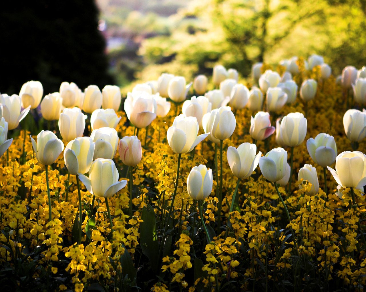 Обои свет, тюльпаны, цветы, белые, солнце, желтые, цвета, сквер, парк, клумба, блики, размытость, весна, light, tulips, flowers, white, the sun, yellow, color, square, park, flowerbed, glare, blur, spring разрешение 1920x1080 Загрузить
