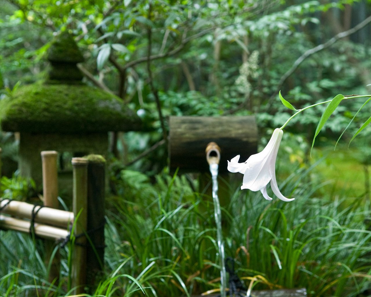 Обои деревья, цветок, забор, япония, сад, лилия, родник, trees, flower, the fence, japan, garden, lily, spring разрешение 1920x1200 Загрузить