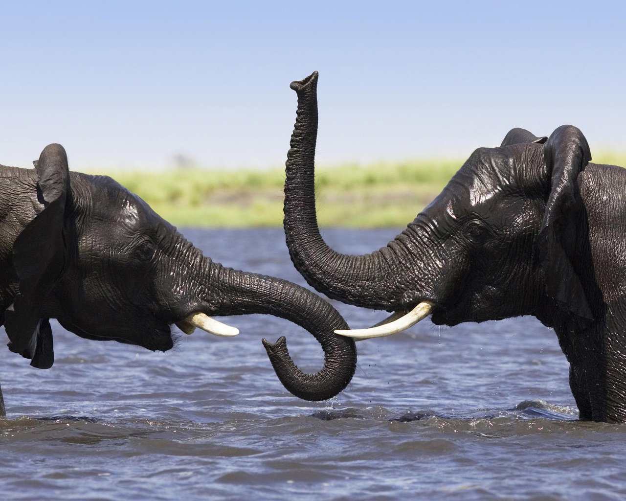Обои африка, купание, слоны, хобот, плескание, africa, bathing, elephants, trunk разрешение 1920x1200 Загрузить