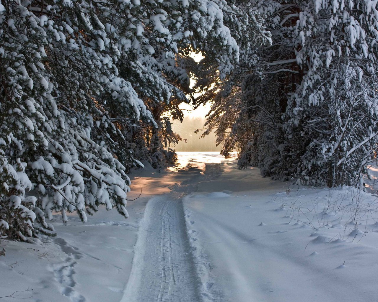 Обои снег, лес, хвоя, зима, тропа, snow, forest, needles, winter, trail разрешение 1920x1080 Загрузить