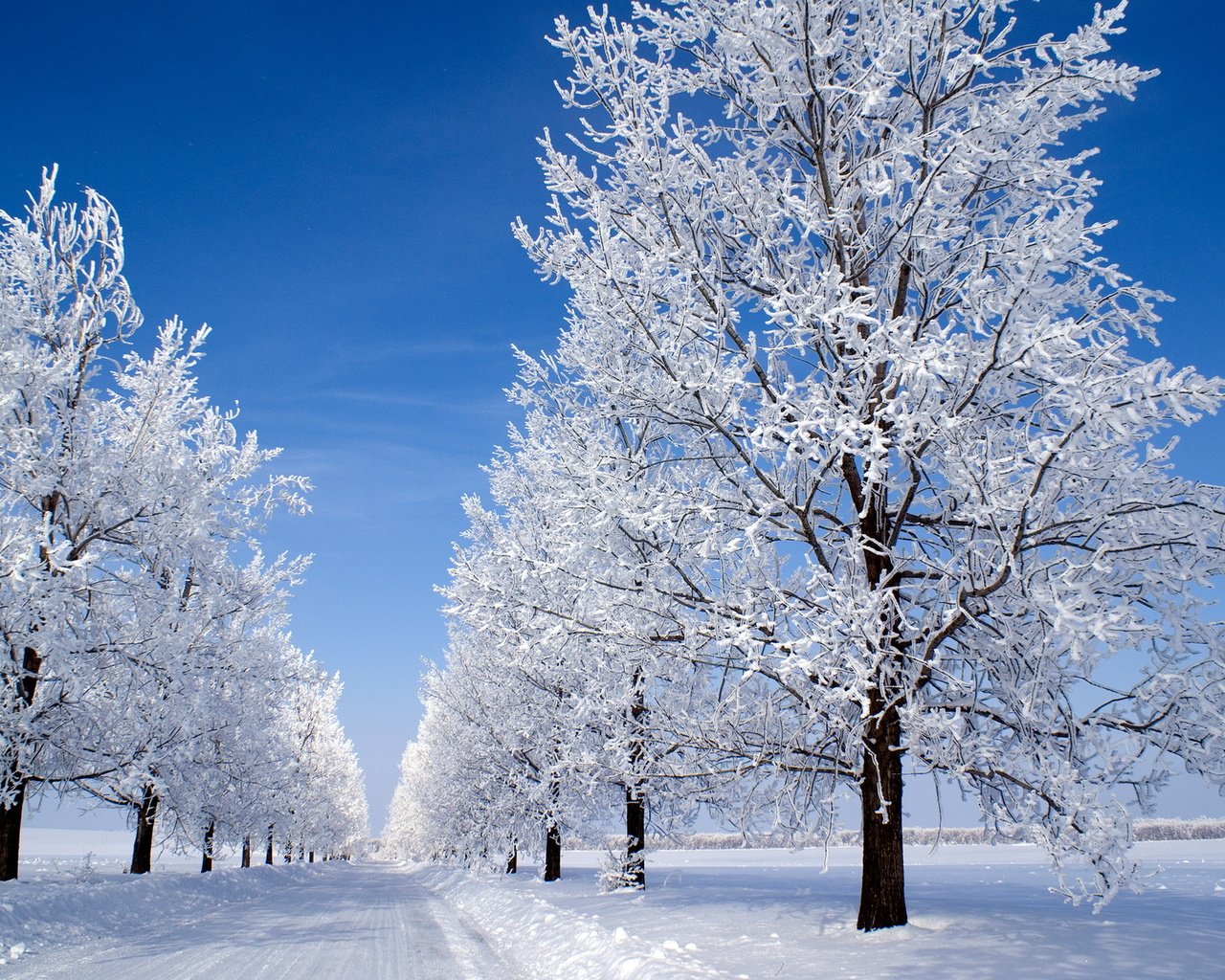 Обои небо, дорога, деревья, снег, зима, иней, the sky, road, trees, snow, winter, frost разрешение 1920x1200 Загрузить