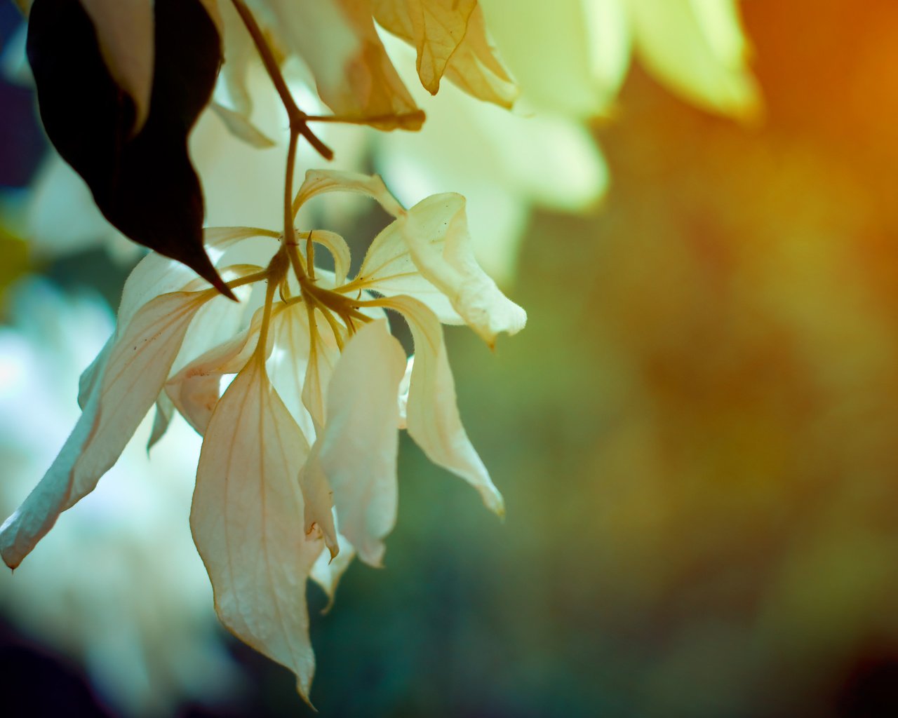 Обои цветы, ветка, листья, макро, лепестки, весна, flowers, branch, leaves, macro, petals, spring разрешение 2560x1600 Загрузить