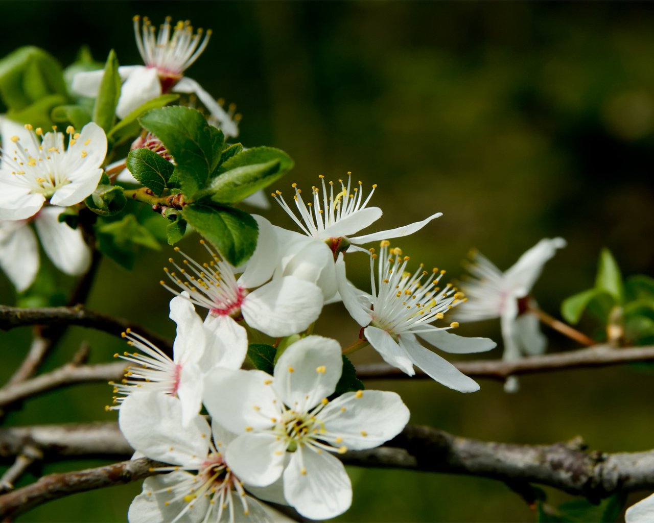 Обои цветы, цветение, растения, макро, весна, flowers, flowering, plants, macro, spring разрешение 1920x1200 Загрузить