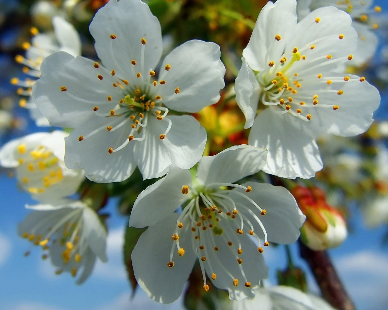 Обои цветение, весна, вишня, белые, flowering, spring, cherry, white разрешение 1920x1200 Загрузить