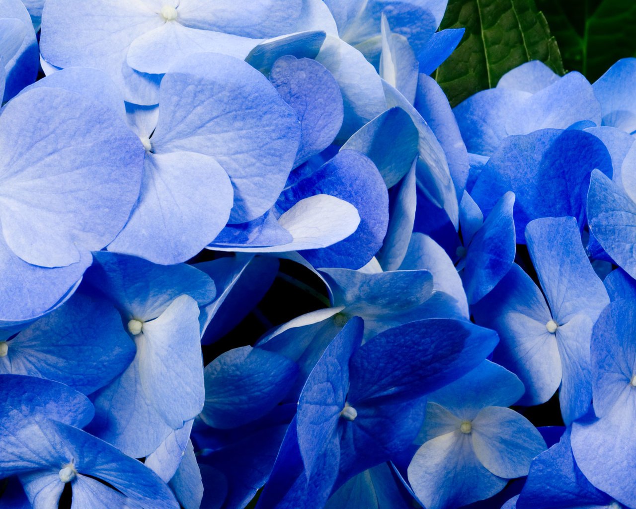 Обои цветы, лепестки, голубые, best wallpapers, гортензия, крупным планом, flowers, petals, blue, hydrangea, closeup разрешение 1920x1200 Загрузить