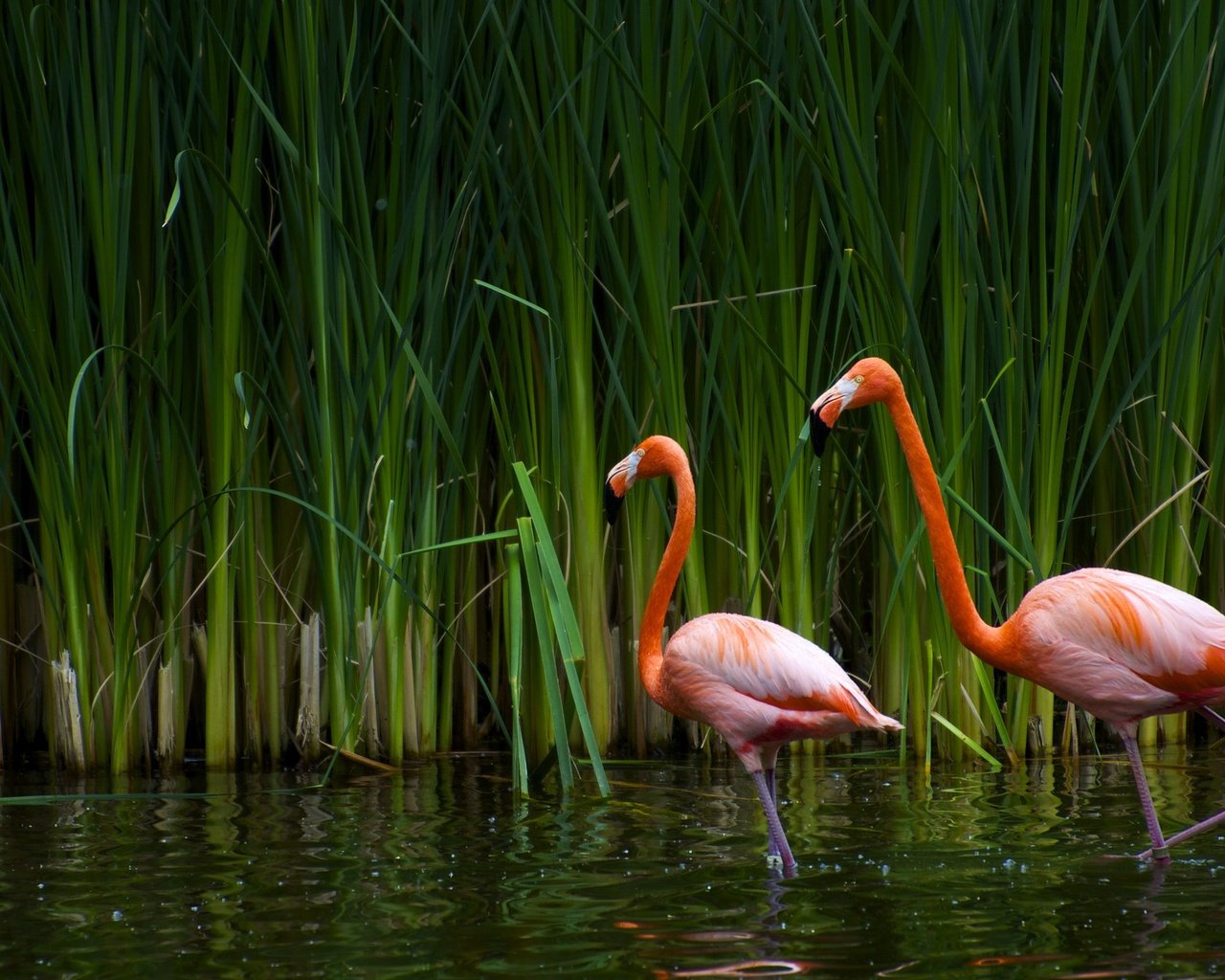 Обои озеро, фламинго, птицы, калифорния, тростник, sacramento zoo, lake, flamingo, birds, ca, cane разрешение 2560x1600 Загрузить