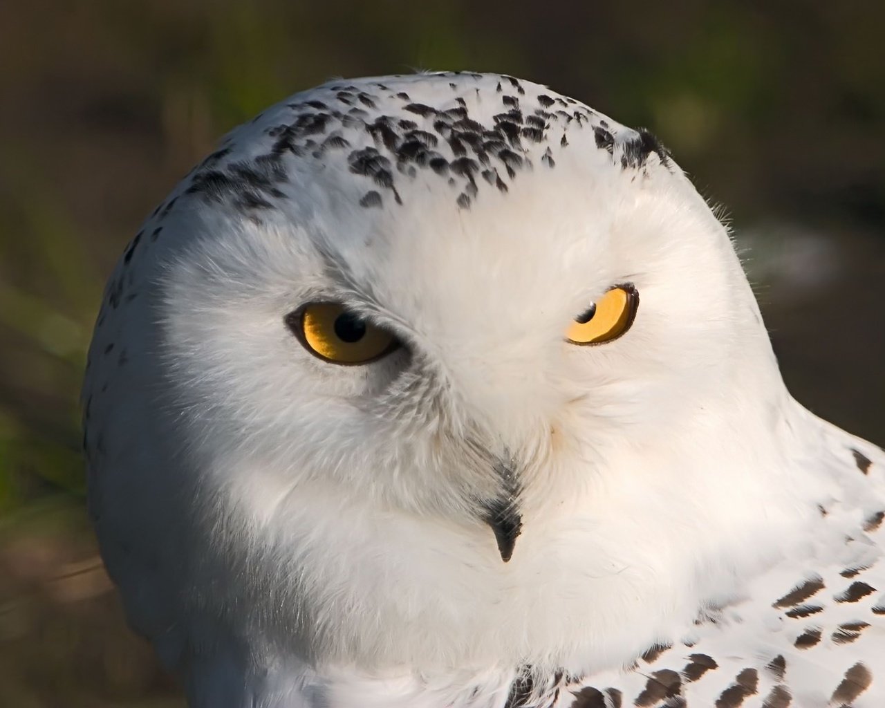 Обои сова, взгляд, хищник, птица, полярная сова, белая сова, owl, look, predator, bird, snowy owl, white owl разрешение 1920x1200 Загрузить