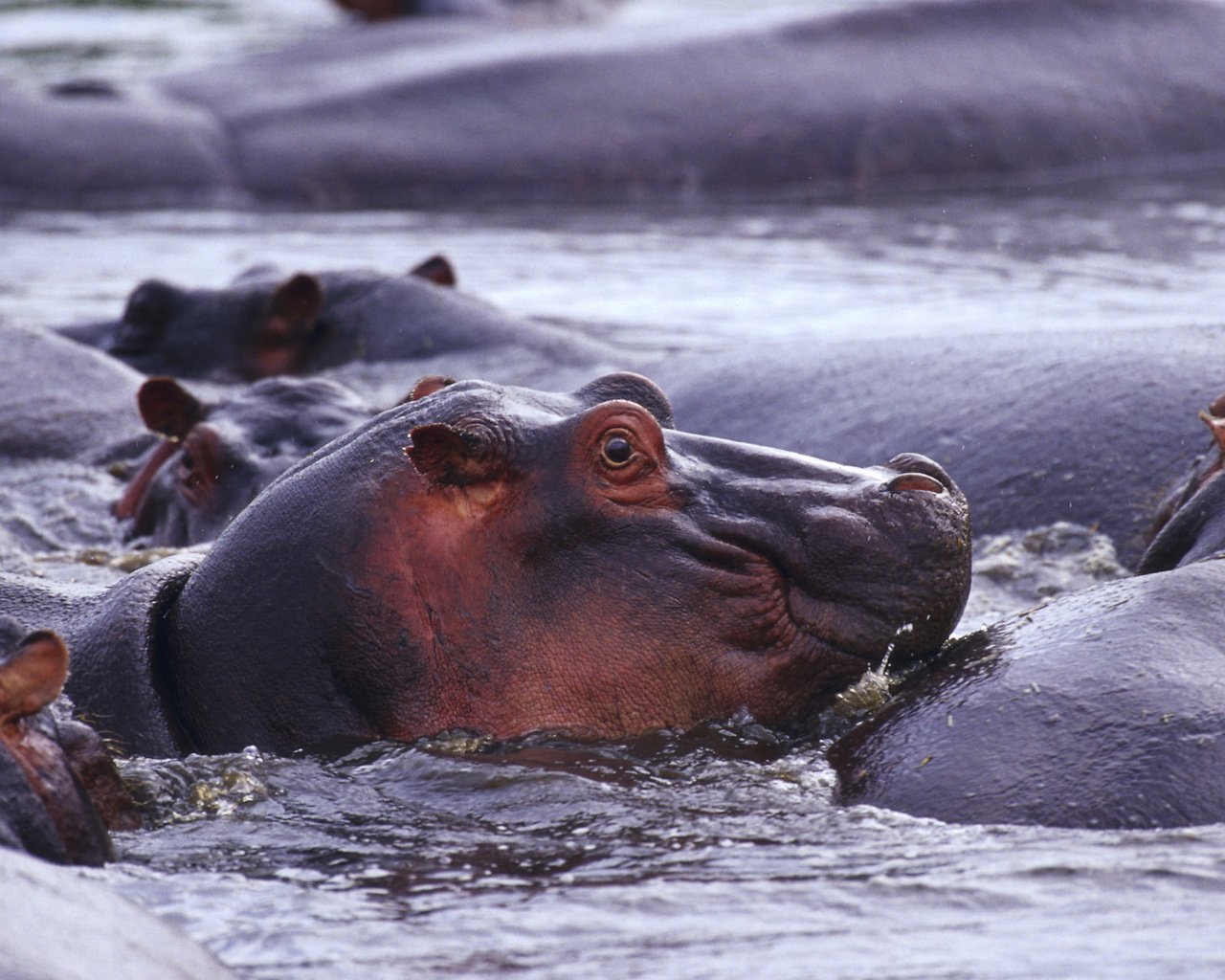 Обои животные, дикая природа, бегемот, в воде, бегемоты, гиппопотам, animals, wildlife, hippo, in the water, hippos разрешение 1920x1200 Загрузить