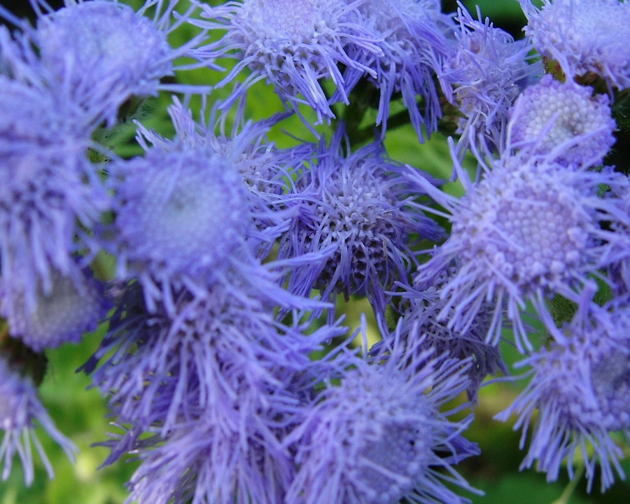 Обои цветы, крупным планом, агератум, flowers, closeup, ageratum разрешение 1920x1080 Загрузить