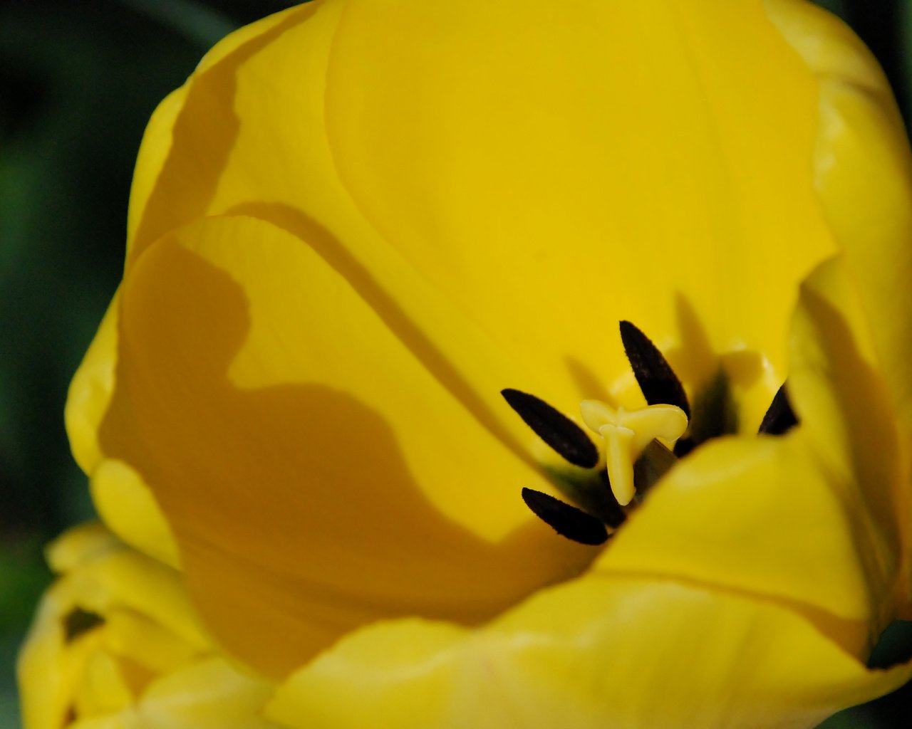 Обои цветок, лепестки, тюльпан, желтые, крупным планом, flower, petals, tulip, yellow, closeup разрешение 3872x2592 Загрузить
