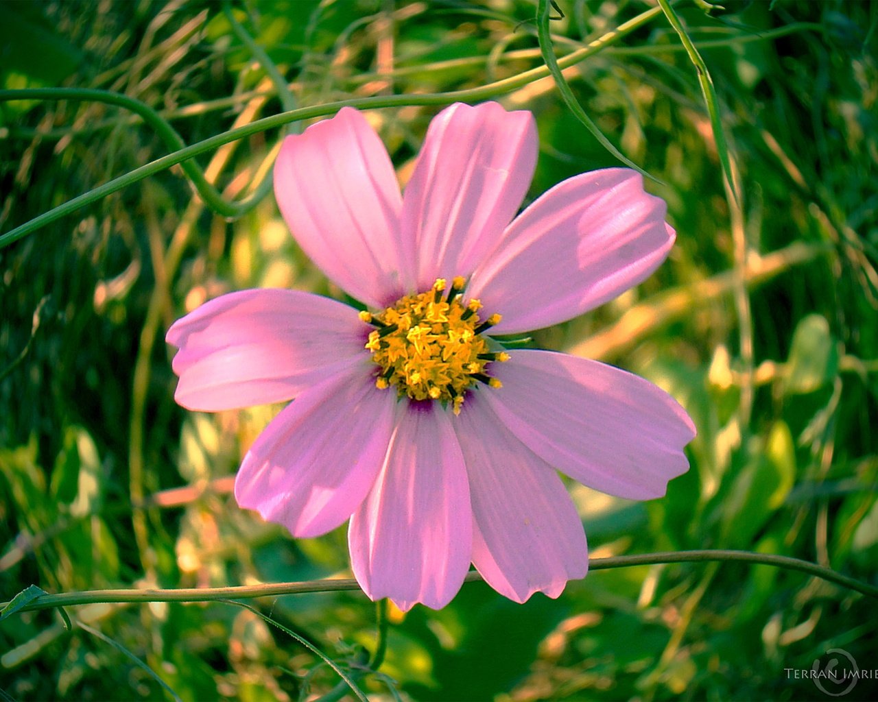 Обои цветок, лепестки, розовые, космея, flower, petals, pink, kosmeya разрешение 1920x1497 Загрузить