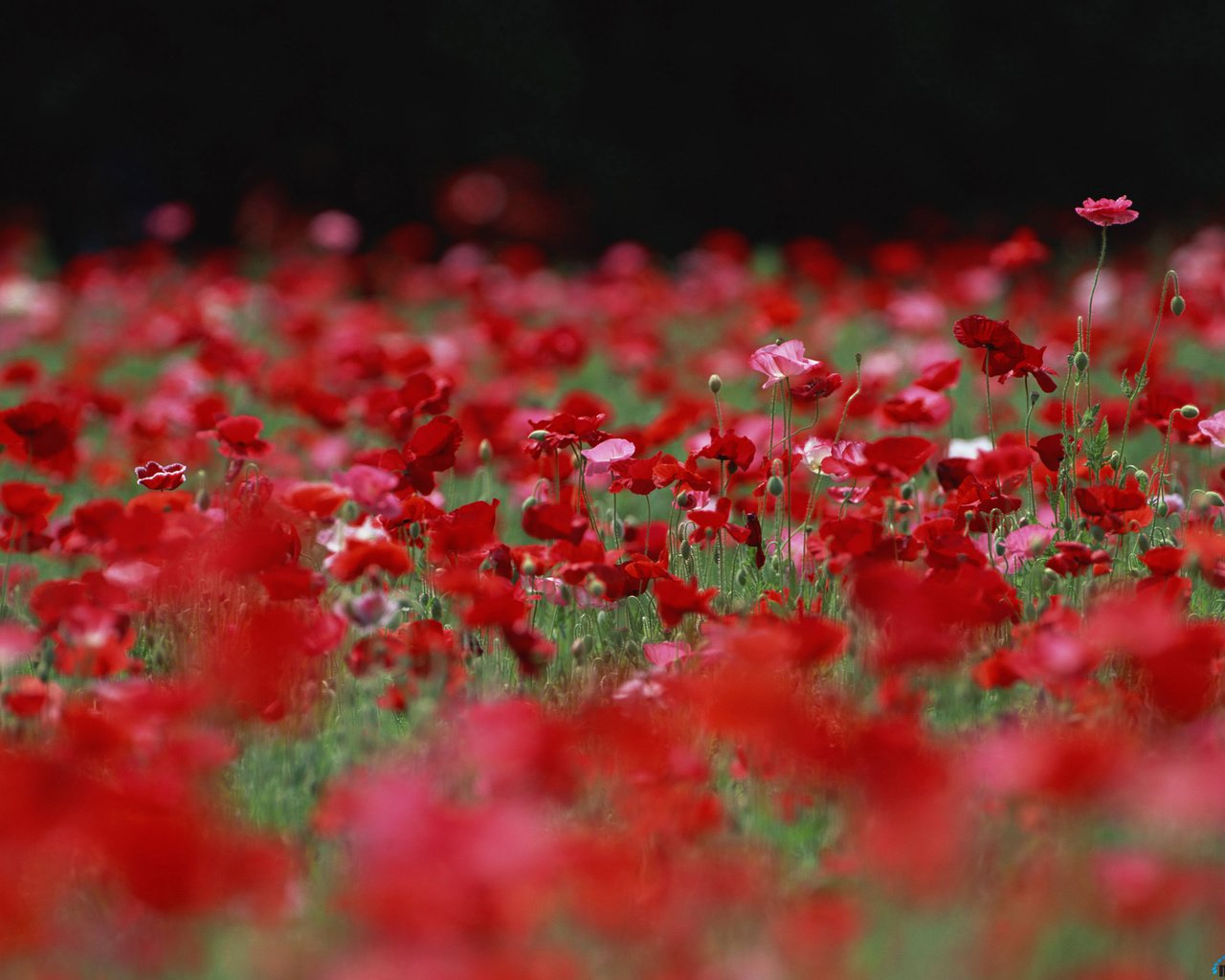 Обои цветы, бутоны, поле, лепестки, красные, маки, розовые, flowers, buds, field, petals, red, maki, pink разрешение 2560x1920 Загрузить