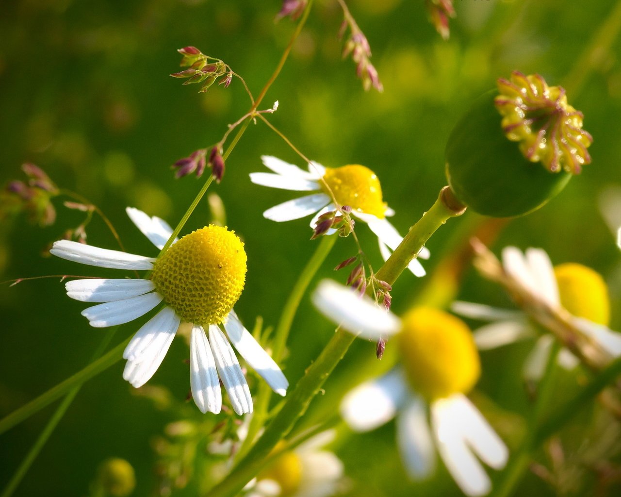 Обои цветы, природа, макро, лепестки, ромашки, стебли, flowers, nature, macro, petals, chamomile, stems разрешение 2560x1600 Загрузить