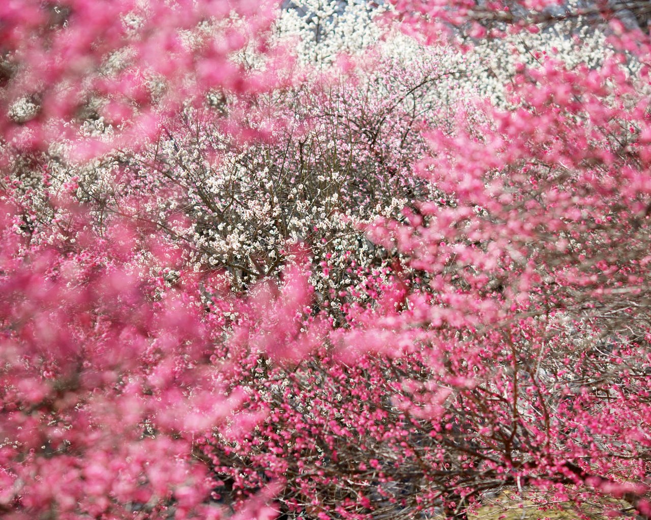 Обои деревья, сакура, соцветия, trees, sakura, inflorescence разрешение 1920x1200 Загрузить