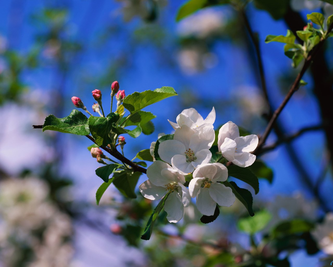 Обои цветы, ветка, природа, цветение, размытость, весна, яблоня, flowers, branch, nature, flowering, blur, spring, apple разрешение 2560x1920 Загрузить