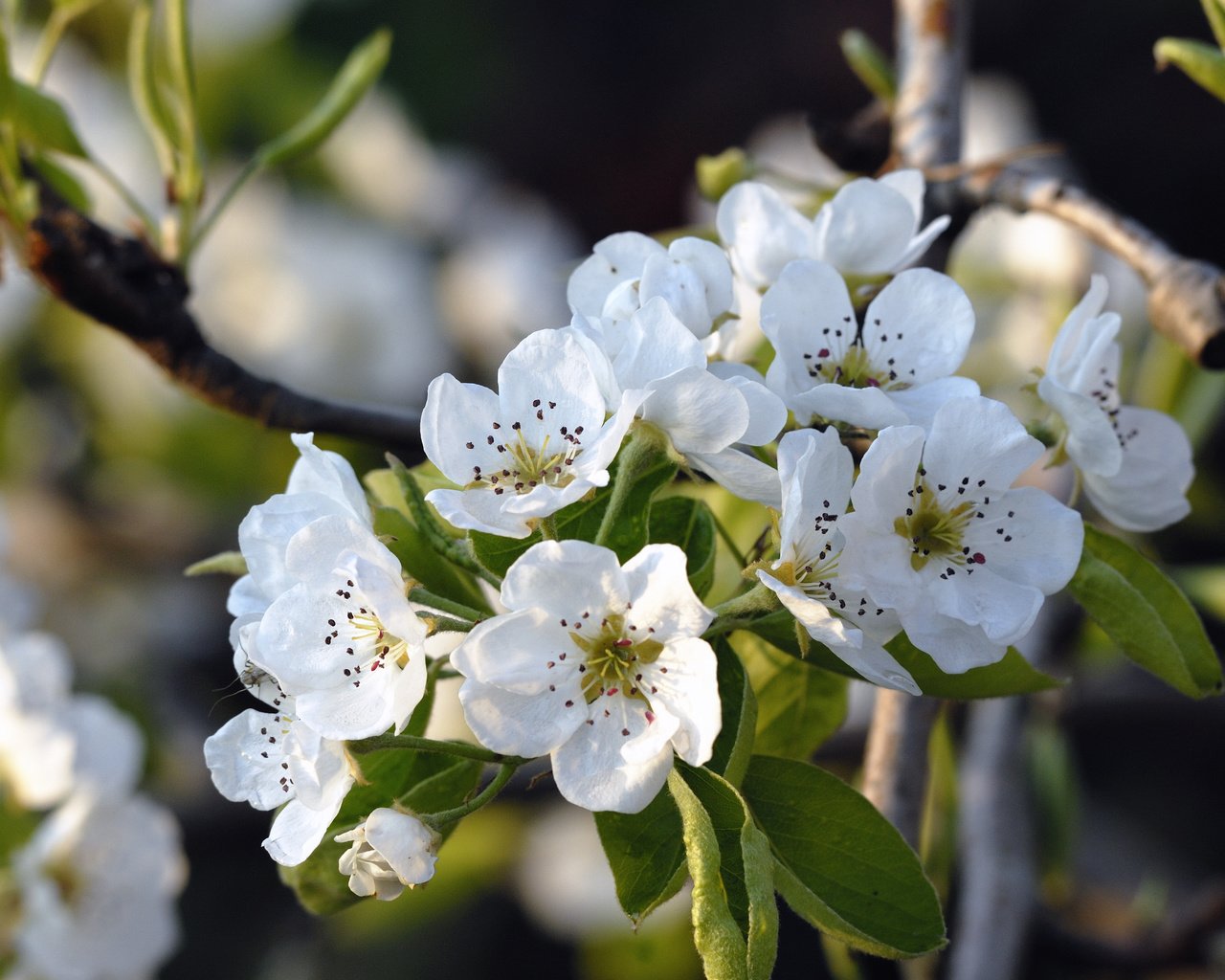 Обои цветение, весна, яблоня, flowering, spring, apple разрешение 3872x2592 Загрузить
