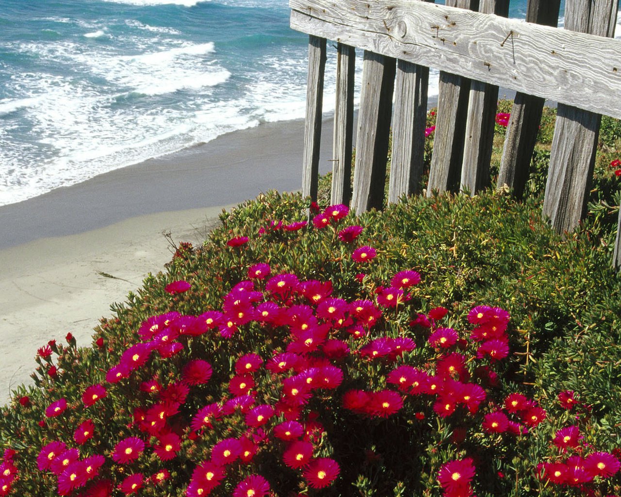 Обои цветы, море, пляж, забор, маргаритки, flowers, sea, beach, the fence, daisy разрешение 1920x1080 Загрузить