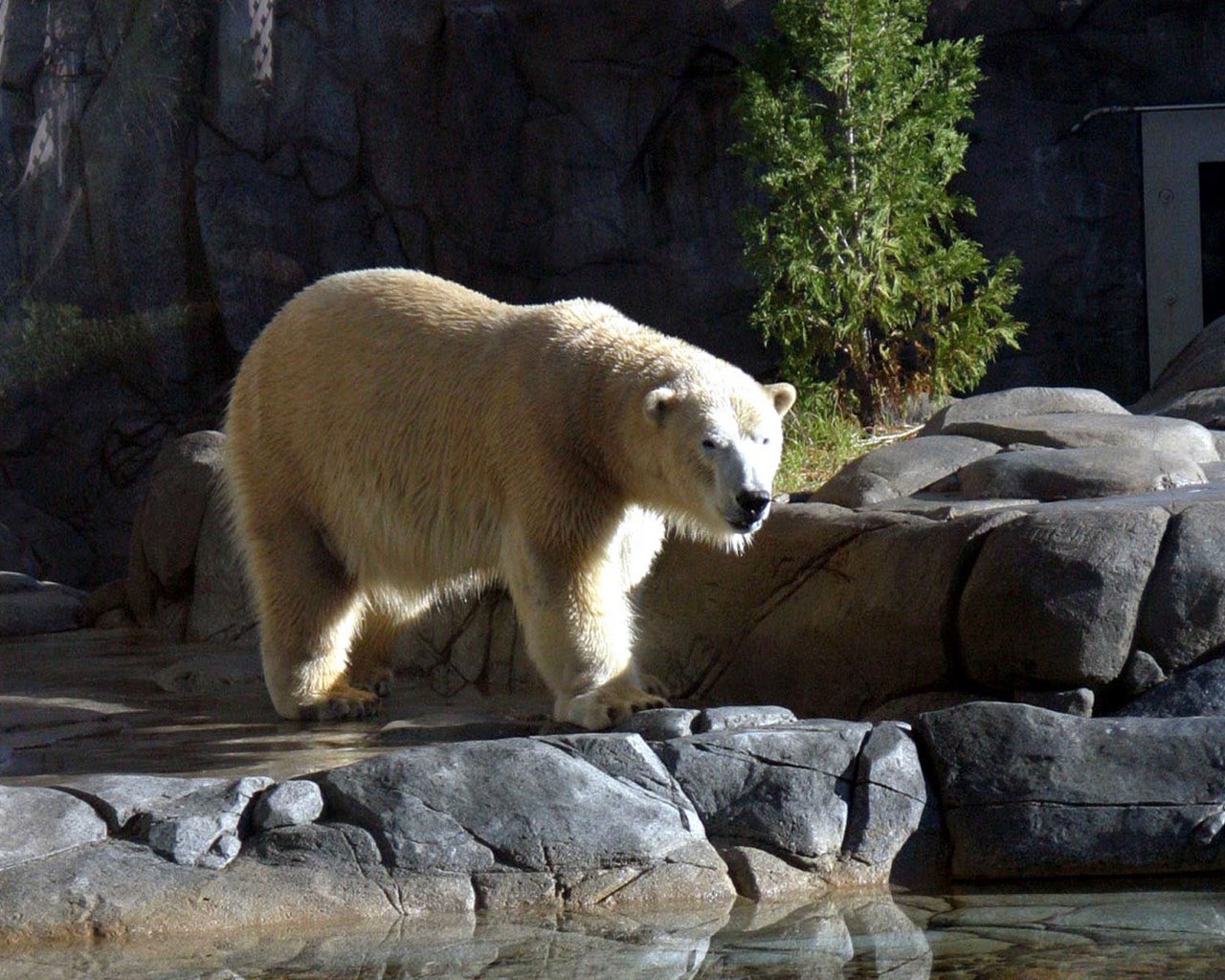 Обои вода, камни, полярный медведь, медведь, белый медведь, зоопарк, water, stones, polar bear, bear, zoo разрешение 1920x1200 Загрузить