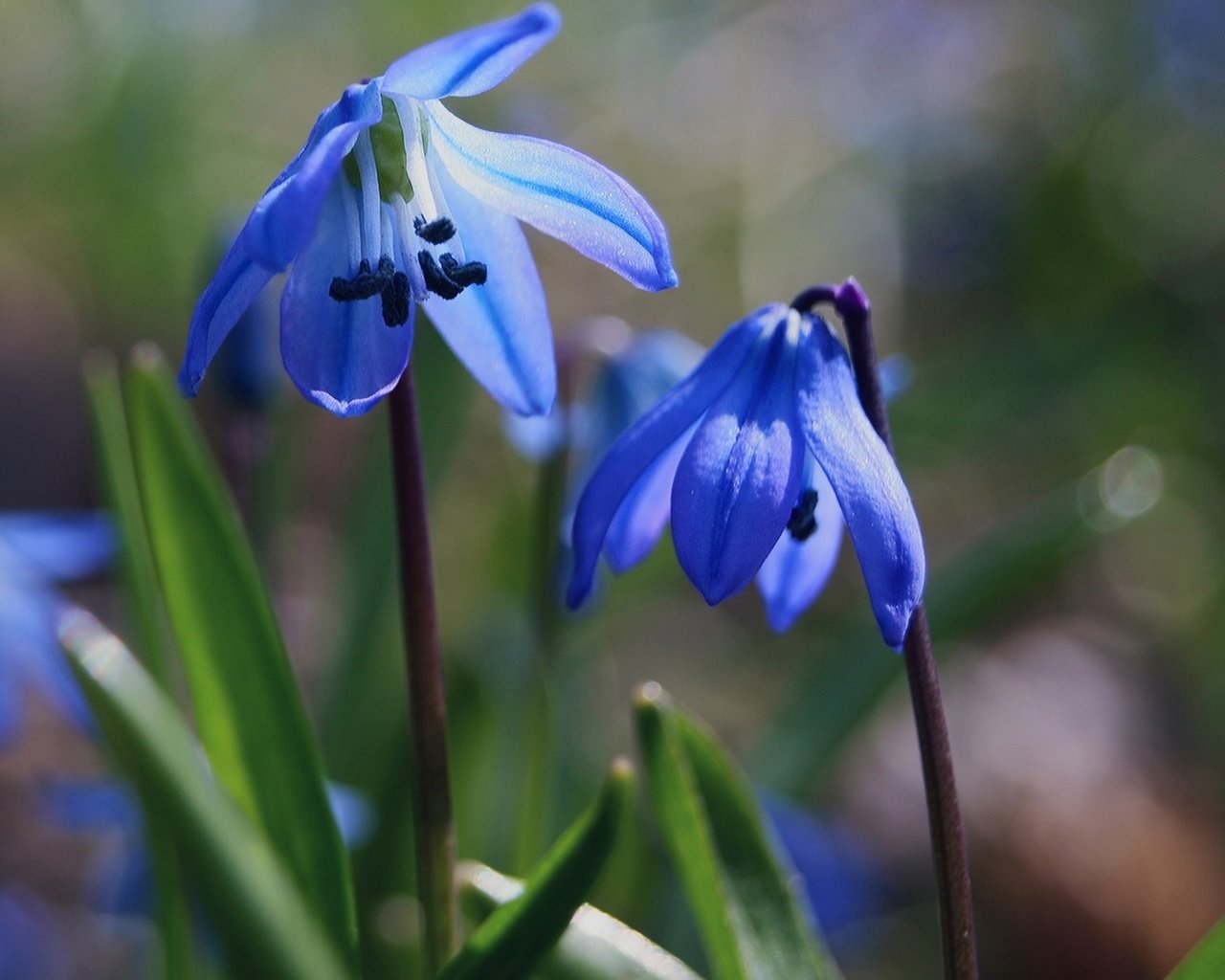 Обои цветы, трава, природа, макро, весна, синие, пролеска, flowers, grass, nature, macro, spring, blue, scilla разрешение 1920x1200 Загрузить