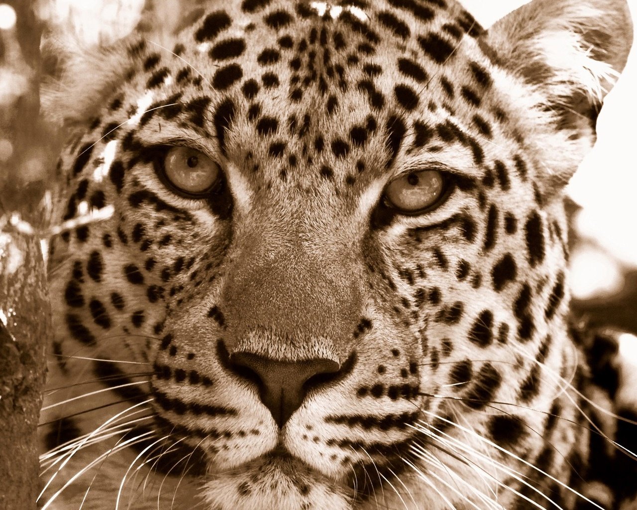 Обои морда, леопард, хищник, дикие кошки, face, leopard, predator, wild cats разрешение 1920x1080 Загрузить