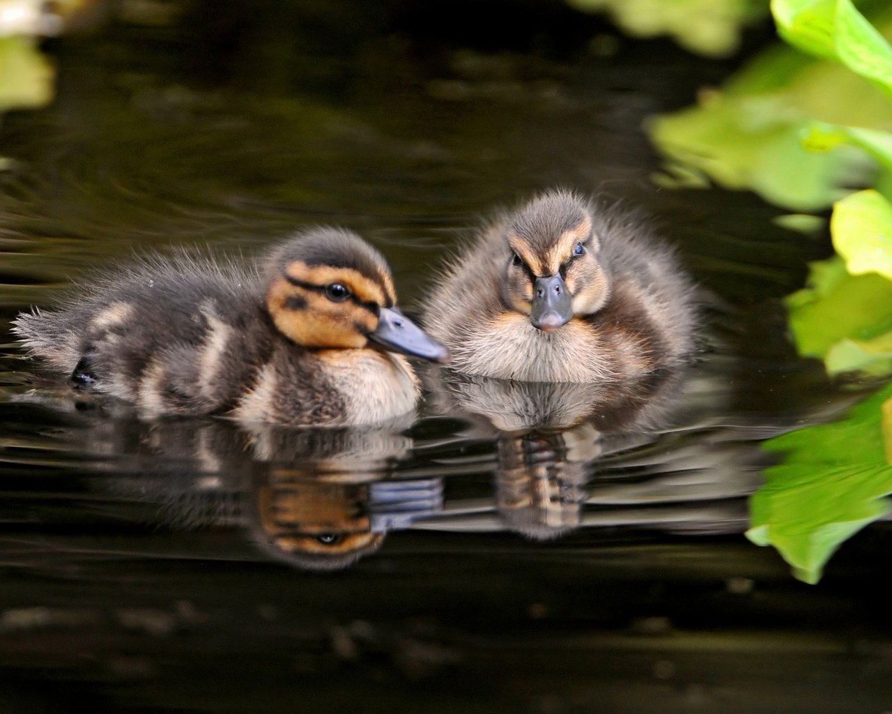 Обои вода, природа, птицы, утята, утки, птенцы, water, nature, birds, ducklings, duck, chicks разрешение 1920x1200 Загрузить