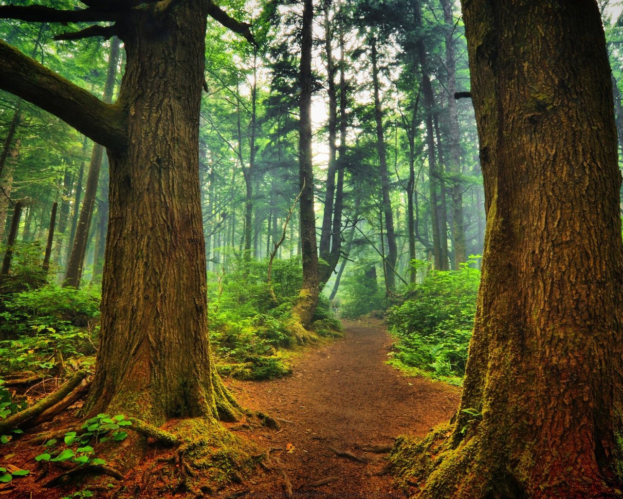 Обои деревья, природа, лес, пейзаж, туман, стволы, тропинка, trees, nature, forest, landscape, fog, trunks, path разрешение 1920x1200 Загрузить