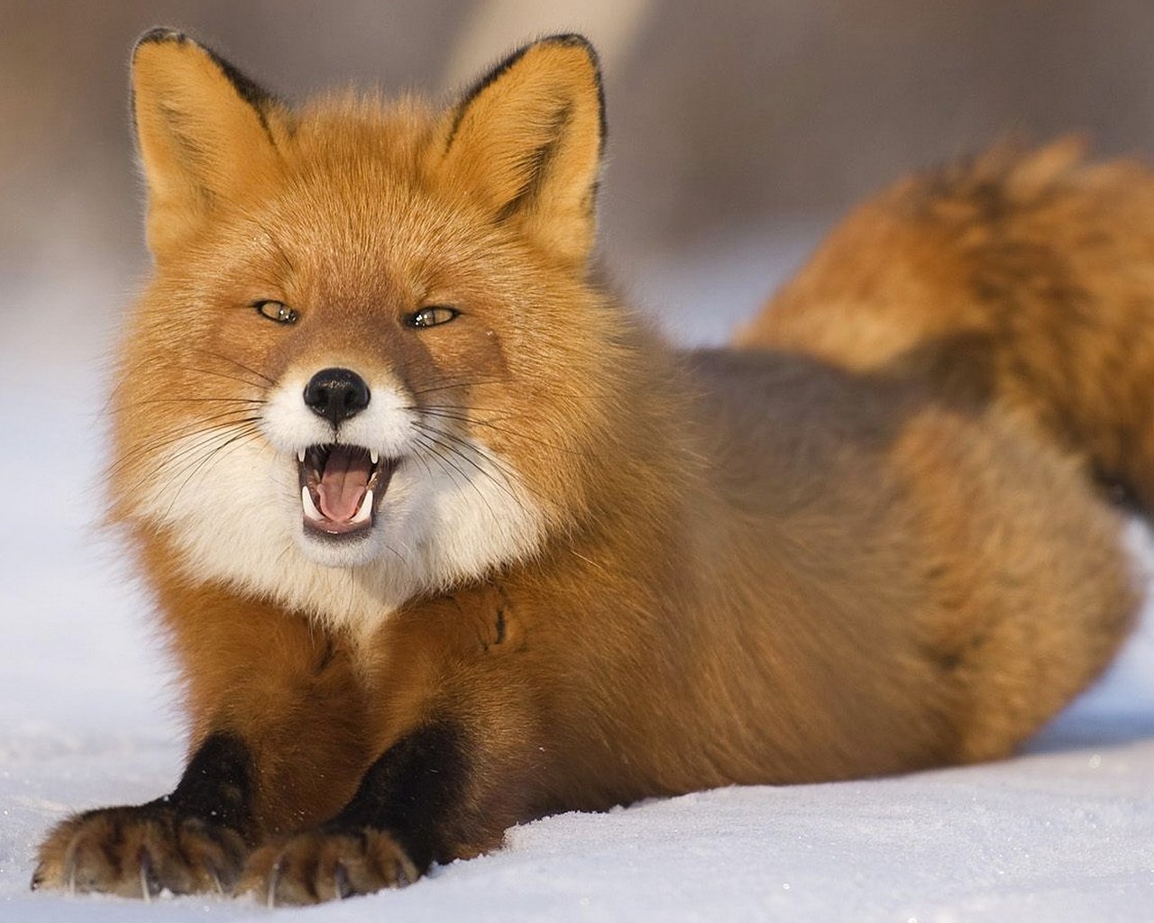 Обои снег, пушистый, лиса, лисица, удивление, хвост, snow, fluffy, fox, surprise, tail разрешение 1920x1080 Загрузить