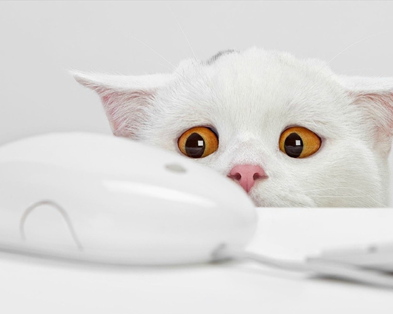 Обои глаза, кот, белая мышка, eyes, cat, white mouse разрешение 1920x1200 Загрузить