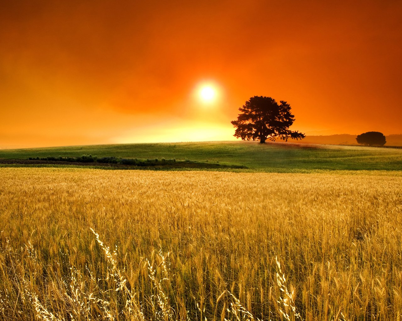 Обои небо, солнце, дерево, туман, поле, колосья, злаки, the sky, the sun, tree, fog, field, ears, cereals разрешение 2560x1600 Загрузить