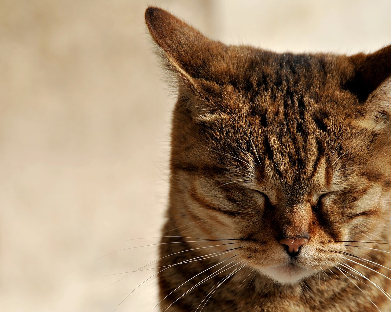 Обои кот, мордочка, усы, кошка, ушки, зажмурилась, cat, muzzle, mustache, ears, he closed his eyes разрешение 1920x1080 Загрузить