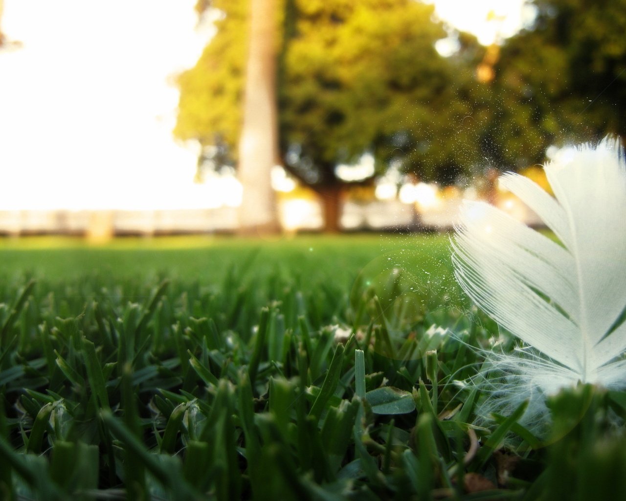 Обои трава, природа, перо, крупным планом, перышко, grass, nature, pen, closeup, a feather разрешение 1920x1200 Загрузить