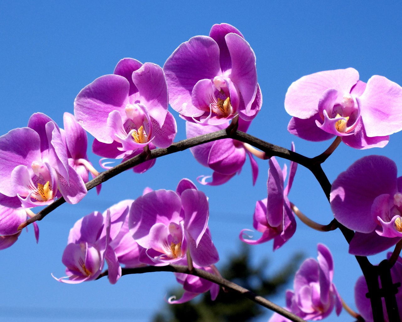 Обои орхидея, синее небо, комильфо, orchid, blue sky, comme il faut разрешение 1920x1200 Загрузить