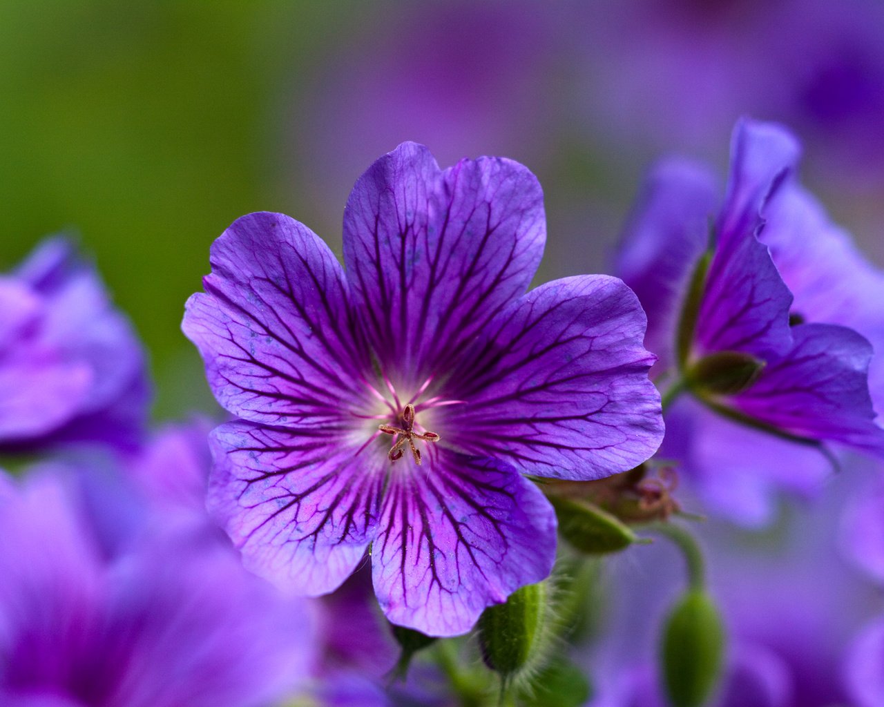 Обои цветы, природа, макро, лепестки, фиалки, flowers, nature, macro, petals, violet разрешение 1920x1200 Загрузить