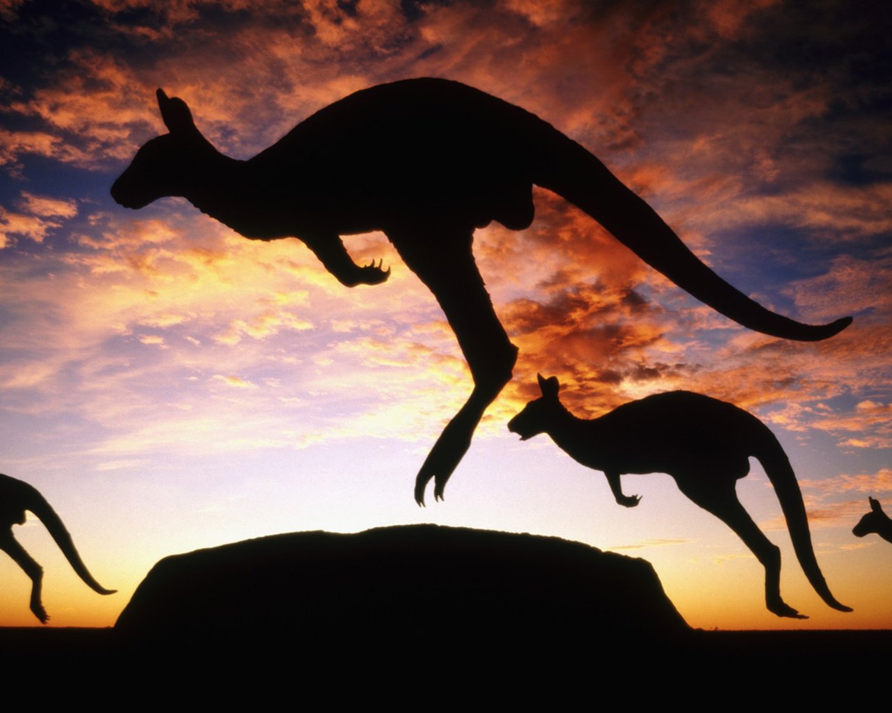 Обои сумерки, австралия, кенгуру, twilight, australia, kangaroo разрешение 1920x1080 Загрузить