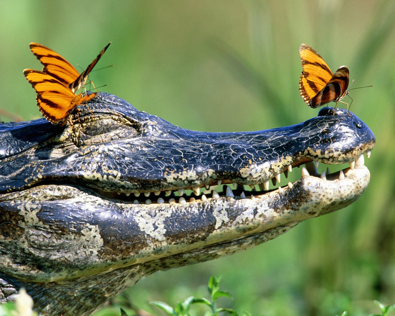 Обои зубы, бабочки, крокодил, пасть, teeth, butterfly, crocodile, mouth разрешение 1920x1080 Загрузить