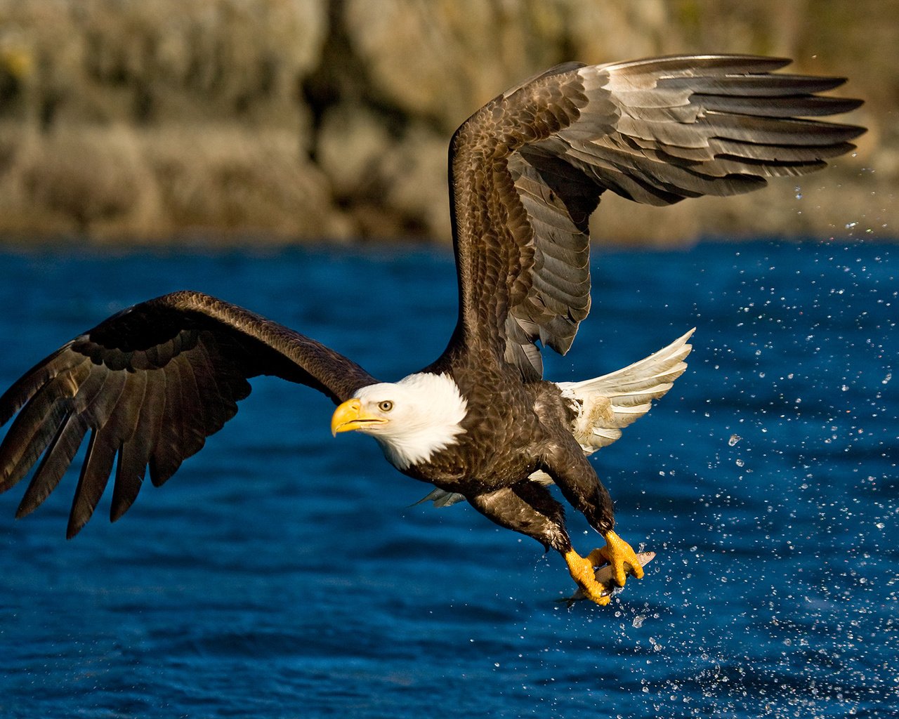 Обои вода, полет, крылья, брызги, орел, птица, water, flight, wings, squirt, eagle, bird разрешение 1920x1200 Загрузить