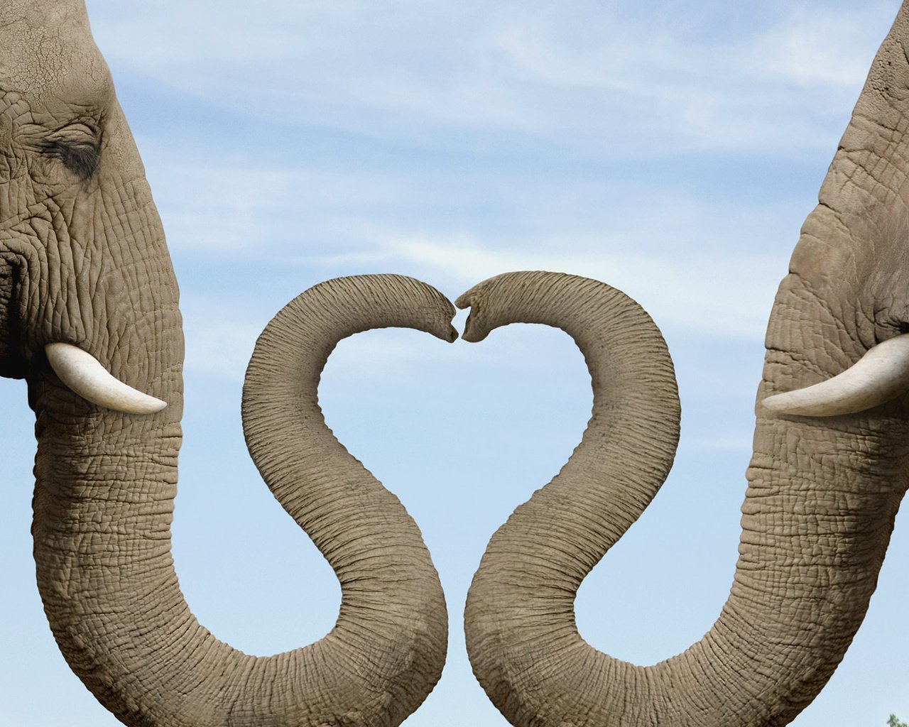 Обои слон, сердце, хобот, слониха, elephant, heart, trunk, the elephant разрешение 1920x1080 Загрузить