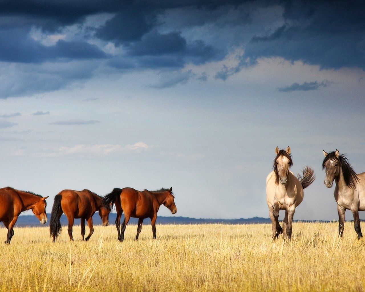 Обои лошади, казахстан, грациозные, ксения, собчак, horse, kazakhstan, graceful, xenia, sobchak разрешение 1920x1080 Загрузить