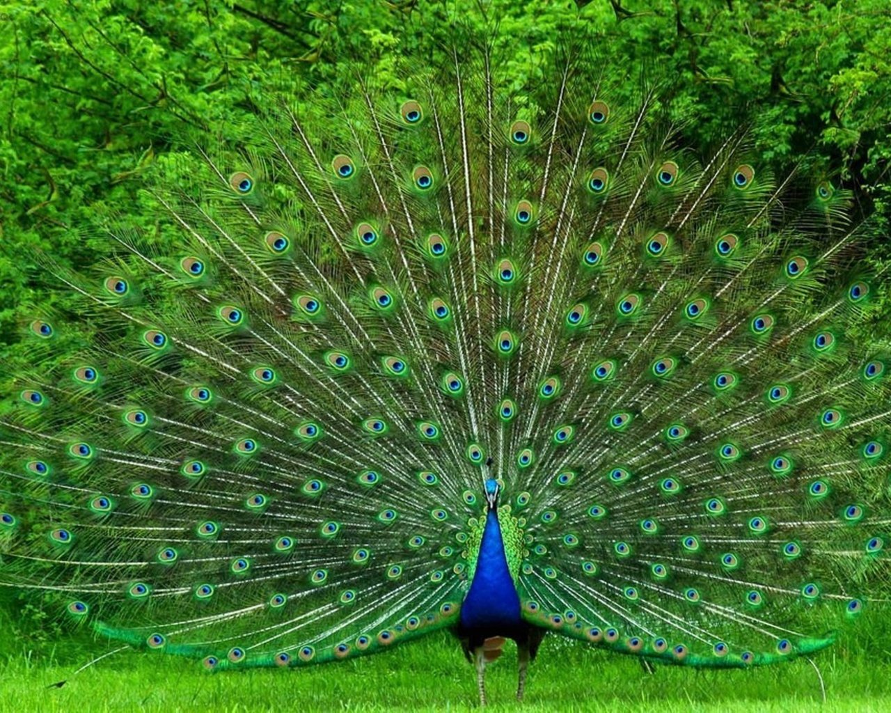 Обои птица, павлин, красивый, хвост, яркий, большой, bird, peacock, beautiful, tail, bright, large разрешение 1920x1280 Загрузить