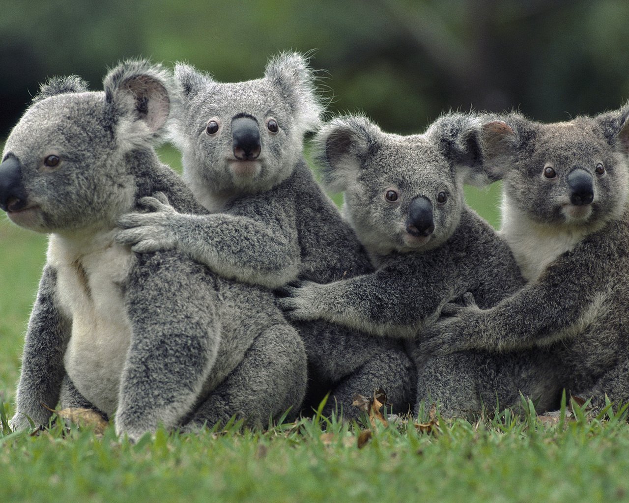 Обои трава, природа, животные, коала, сумчатые медведи, животно е, grass, nature, animals, koala, marsupials bears разрешение 1920x1080 Загрузить