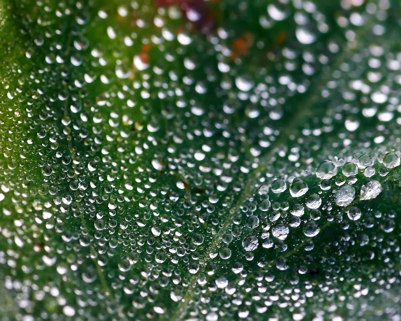 Обои зелёный, макро, роса, капли, лист, green, macro, rosa, drops, sheet разрешение 2048x1280 Загрузить