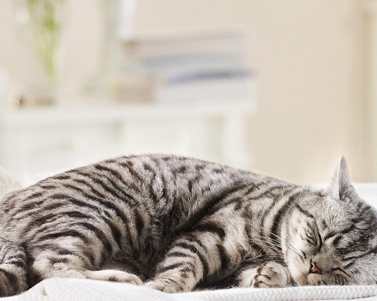 Обои кот, мордочка, кошка, сон, полосатый, cat, muzzle, sleep, striped разрешение 1920x1080 Загрузить