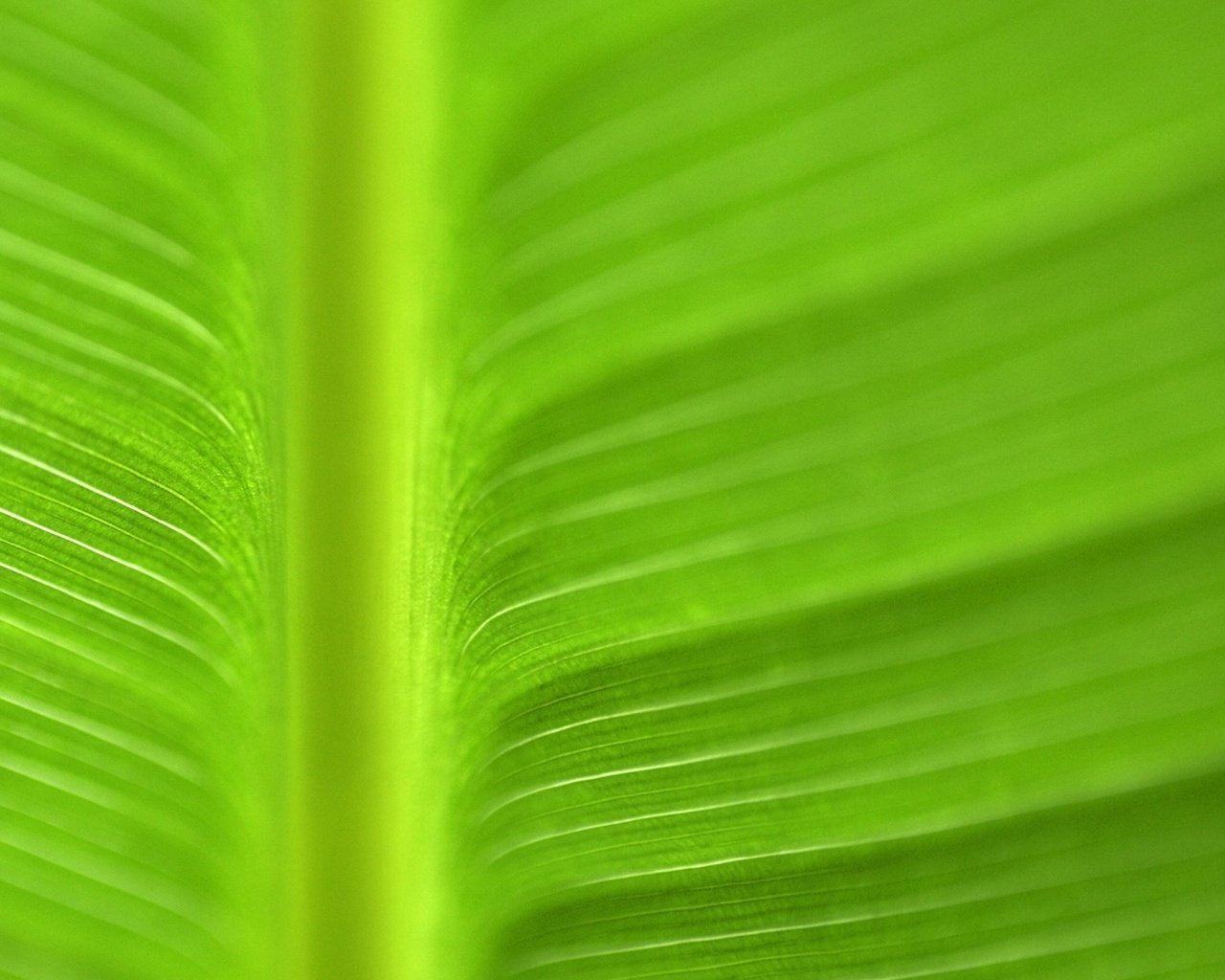 Обои текстура, цвет, лист, прожилки, зеленый лист, texture, color, sheet, veins, green leaf разрешение 1920x1080 Загрузить