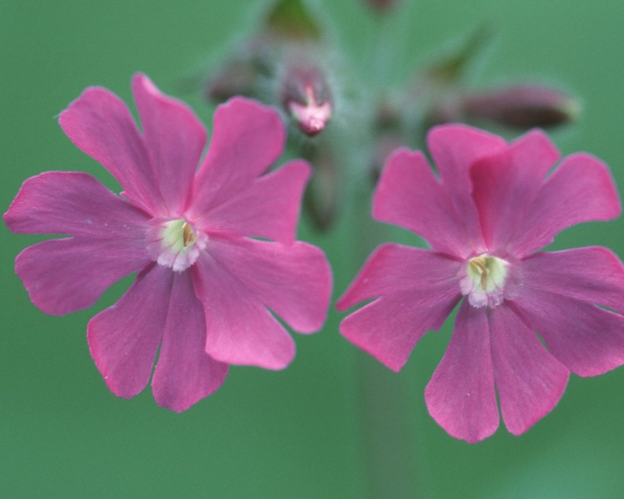 Обои цветы, смолевка, silene dioica, flowers, campion разрешение 1920x1080 Загрузить