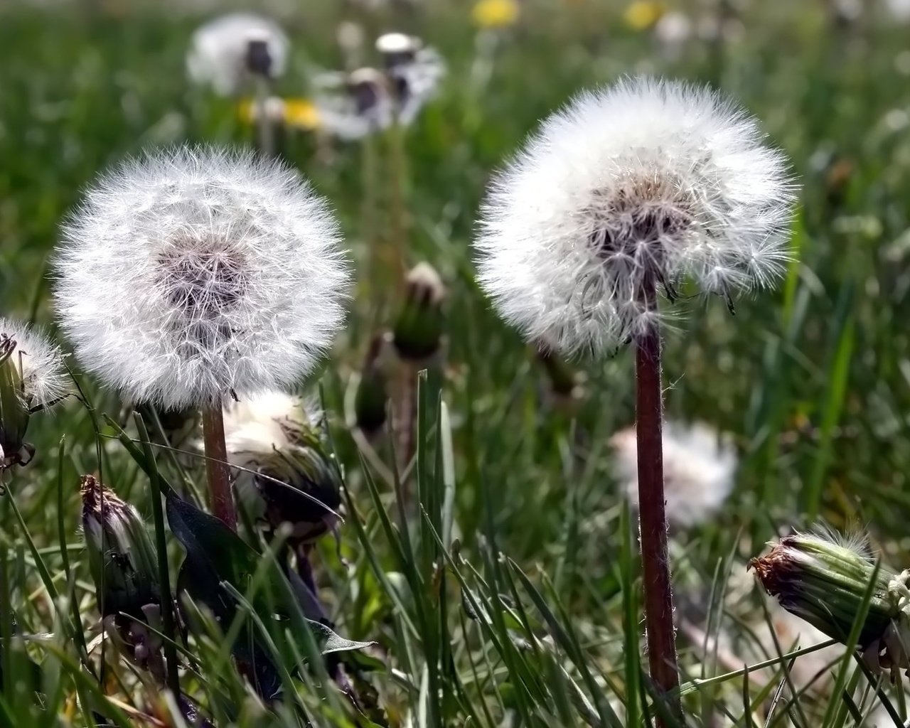 Обои цветы, одуванчик, пушинки, былинки, flowers, dandelion, fuzzes, blade разрешение 1920x1080 Загрузить